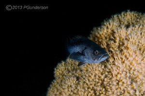 Deep in Hood Canal
A black Rockfish at Broken Leg Rock by Pat Gunderson 